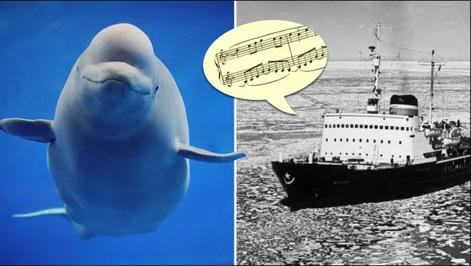 classical music Beluga whales موسیقی کلاسیک وال بلوگا