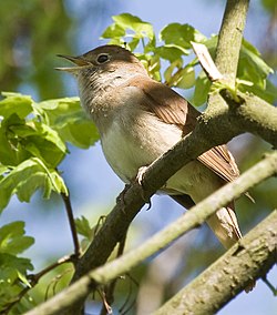 Birdsong