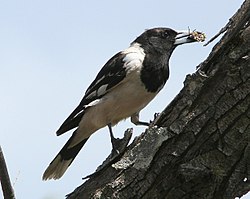 Birdsong