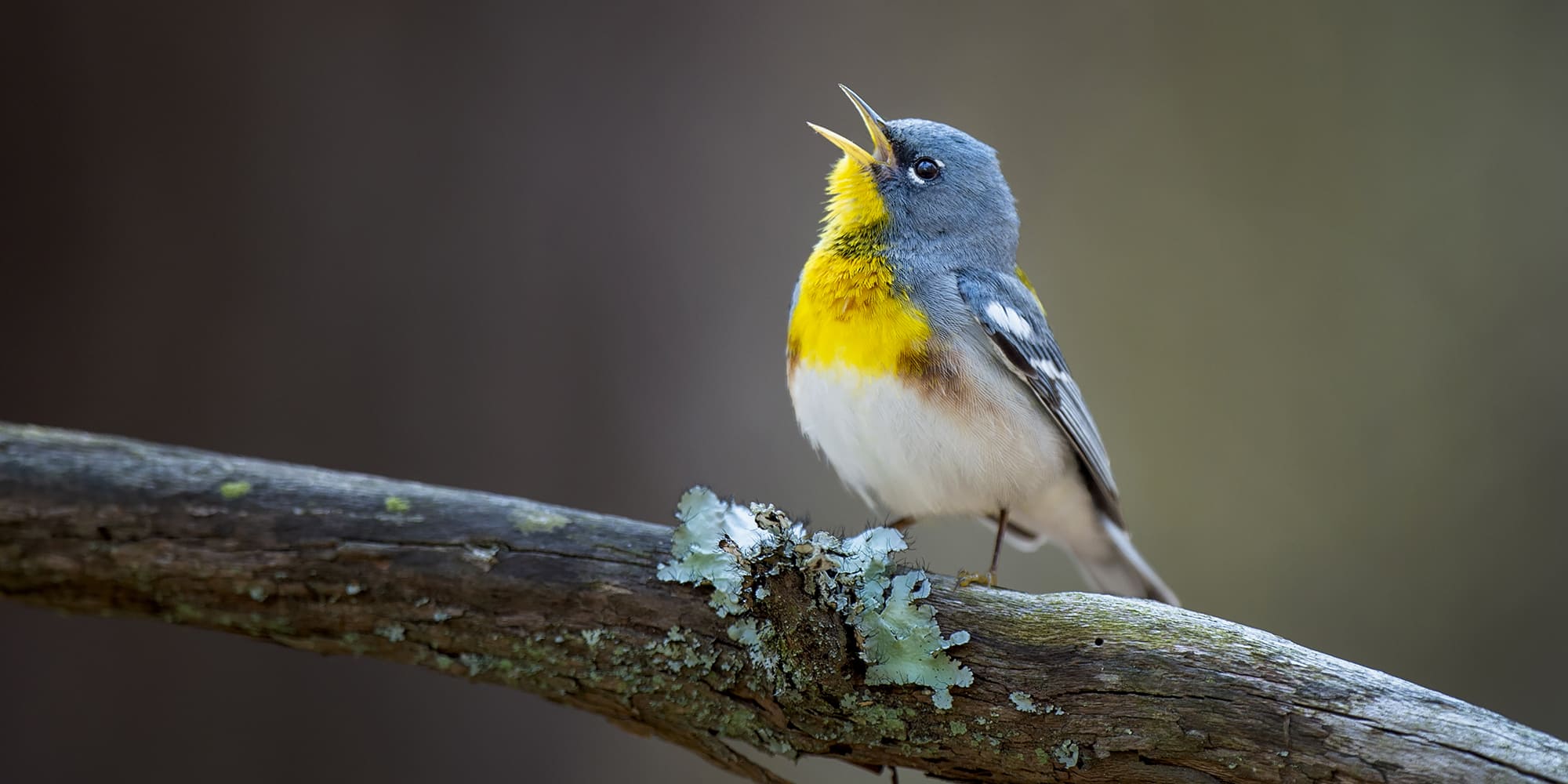 Birdsong