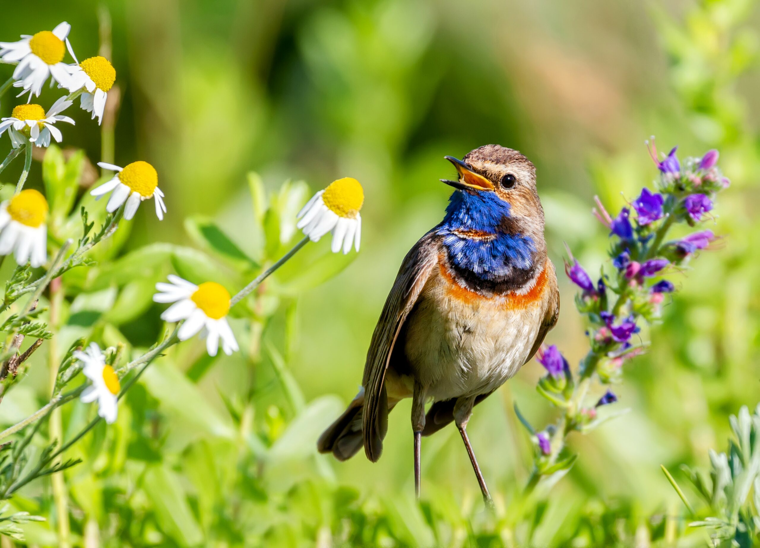 Birdsong