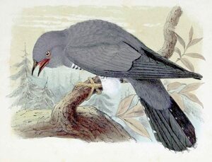birdsongs