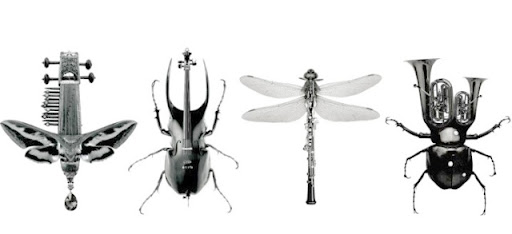 Insects