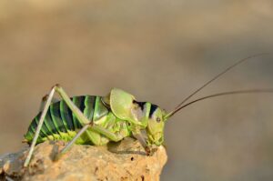 insects