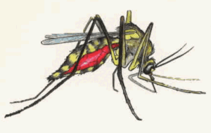 insects